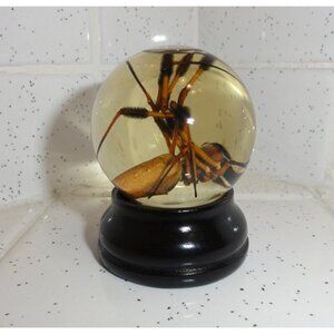 Golden Silk Orb Weaver Spider Wet Specimen Glass Dome oddity curiosity taxidermy